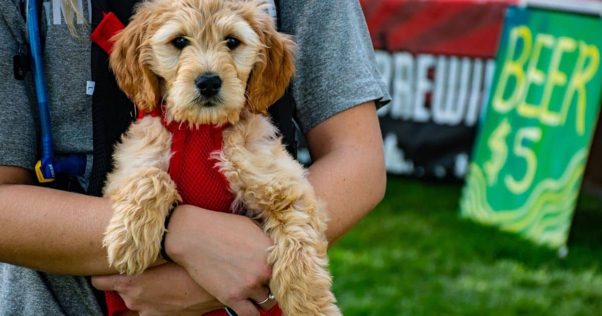 Additional Costs to Consider When Buying a Cockapoo Puppy