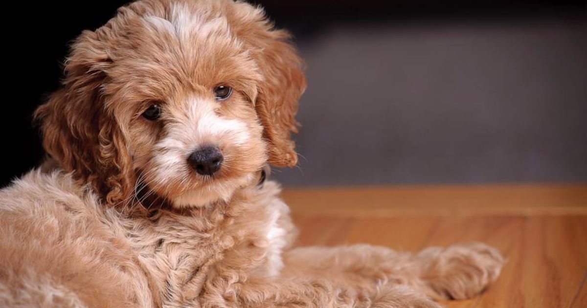 Additional Expenses to Consider When Owning a Cockapoo