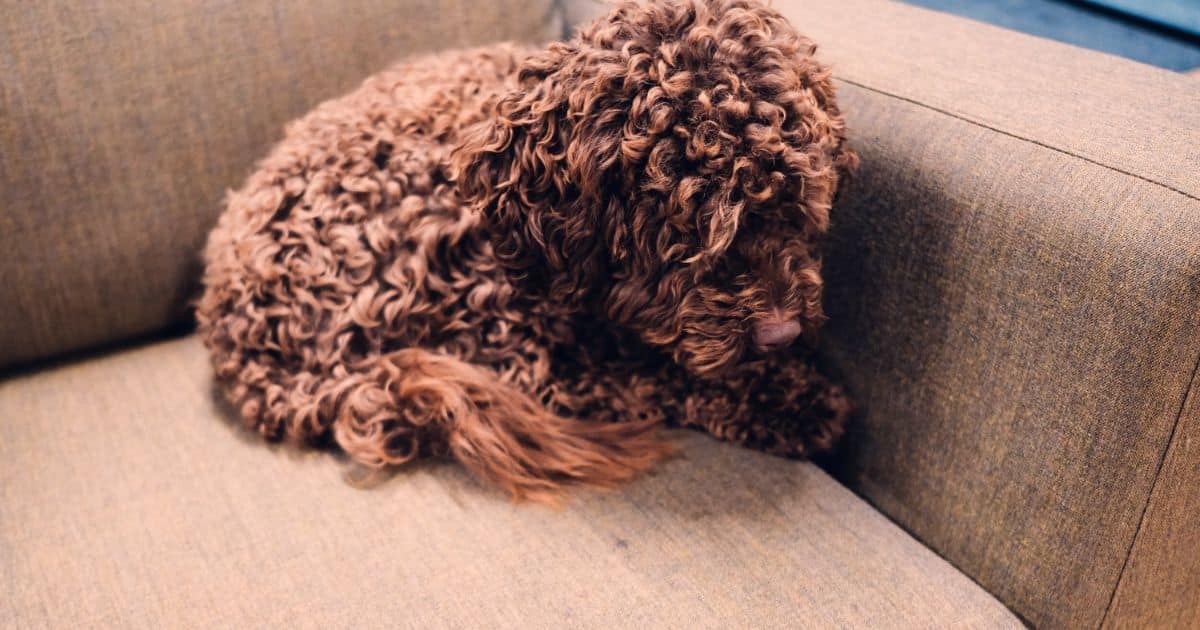 Average Weight of a Cockapoo