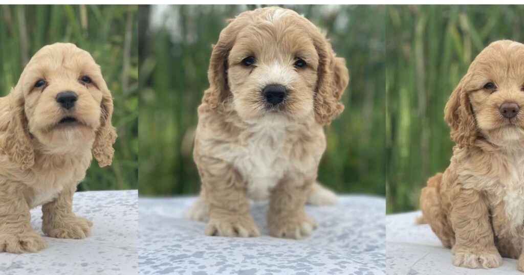 How Much Are Cockapoo Puppies?