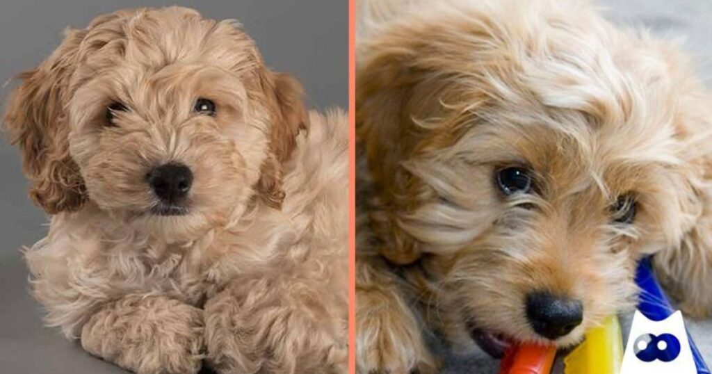 How Much Does a Cockapoo Cost?