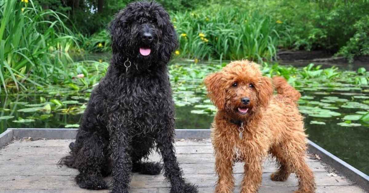 How to Estimate Cockapoo Size as a Puppy?