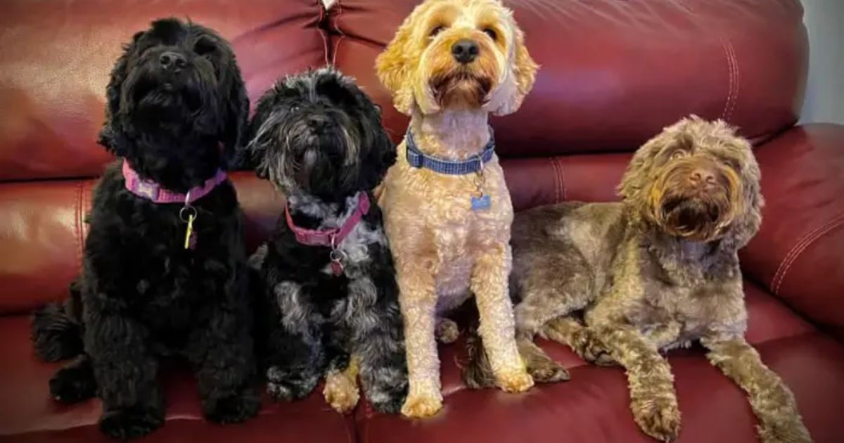 Size Variations in Cockapoo Generations