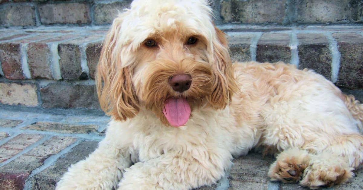 Tips for Choosing the Right Size Cockapoo