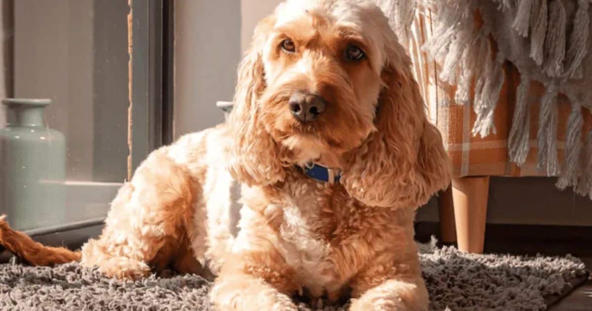 Tips for Managing a Large Cockapoo