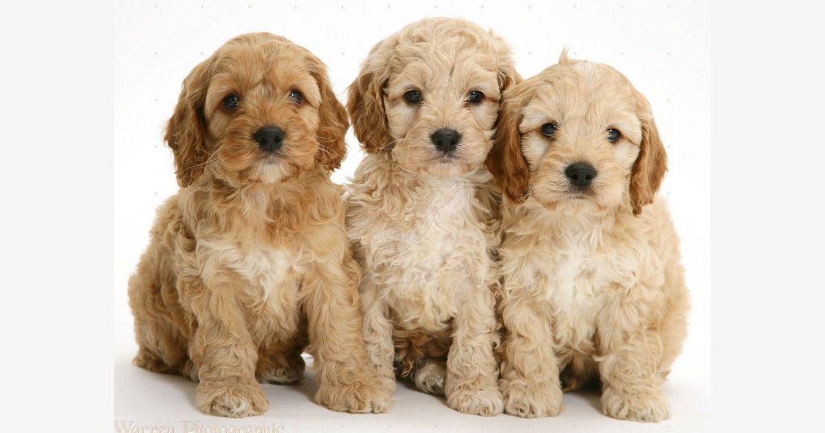 Tips for Managing Cockapoo Growth