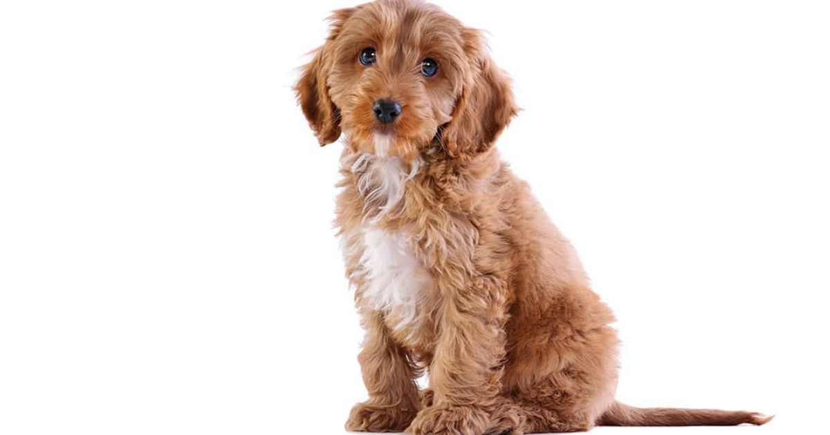 A Picture Of Aa Cockapoo?