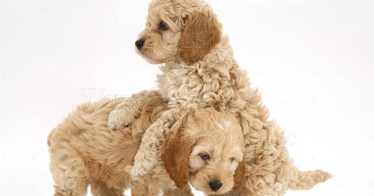 Cockapoo Size and Weight Range