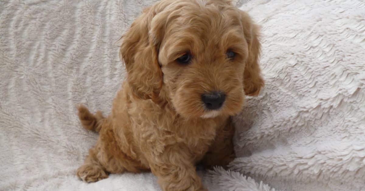 Common Misconceptions About Cockapoo Lifespan