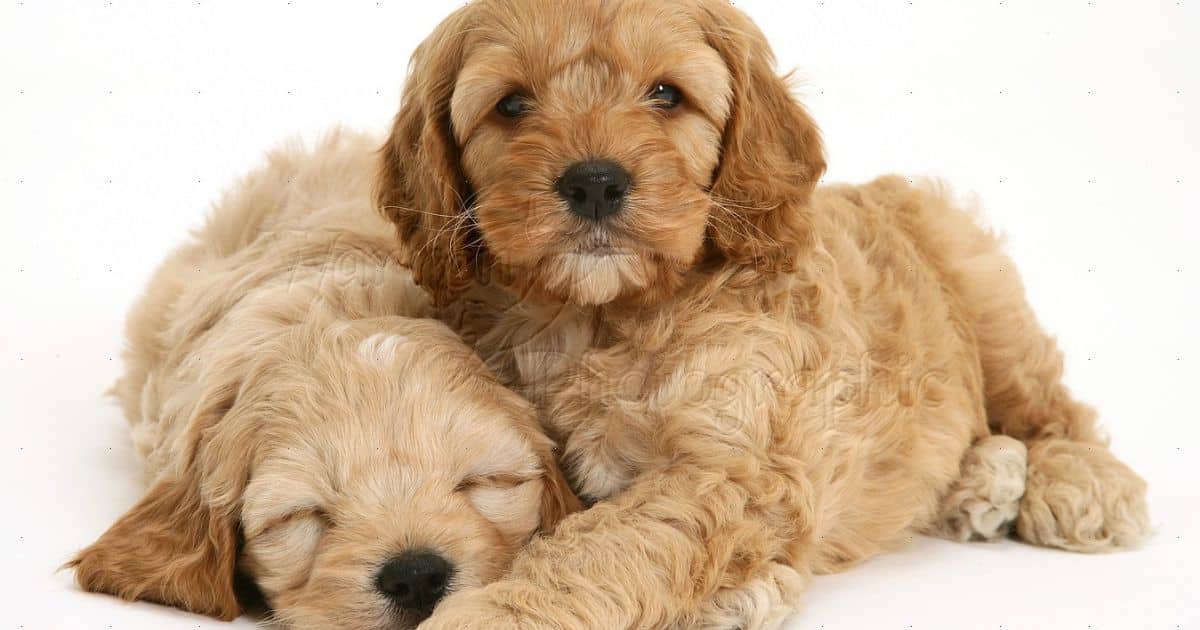 Finding and Adopting a Cockapoo Puppy