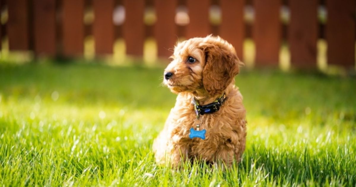 Finding and Choosing a Cockapoo Puppy
