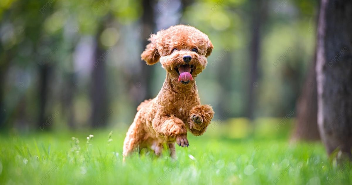 How to Ensure a Happy and Healthy Life for Your Cockapoo