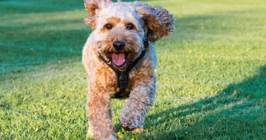How to Train a Cockapoo?