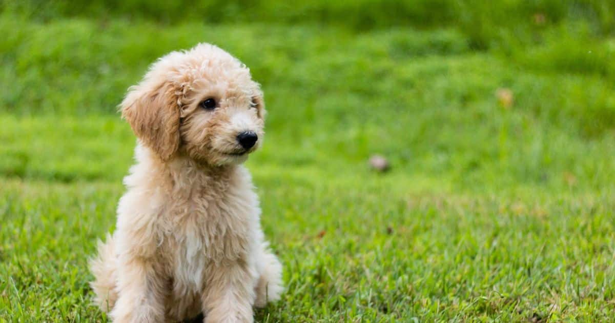 Is a Cockapoo a Mixed Breed or Crossbreed
