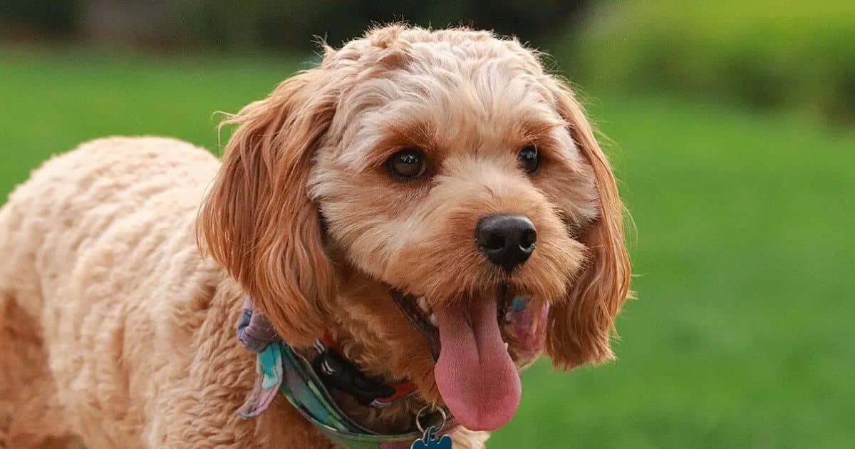 Making the Right Choice: Cockapoo or Cavapoo?