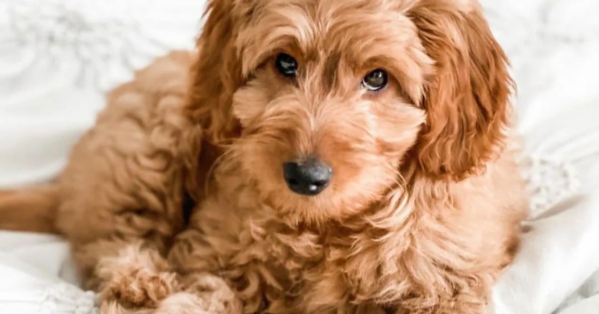 Tips for Choosing the Right Sized Cockapoo