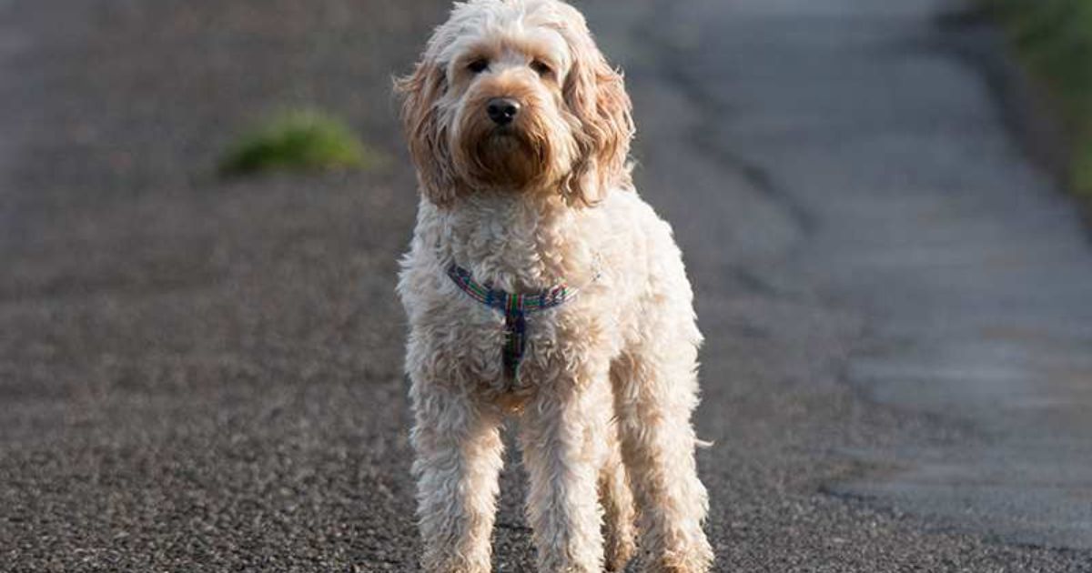 What Is a Cockapoo Dog?