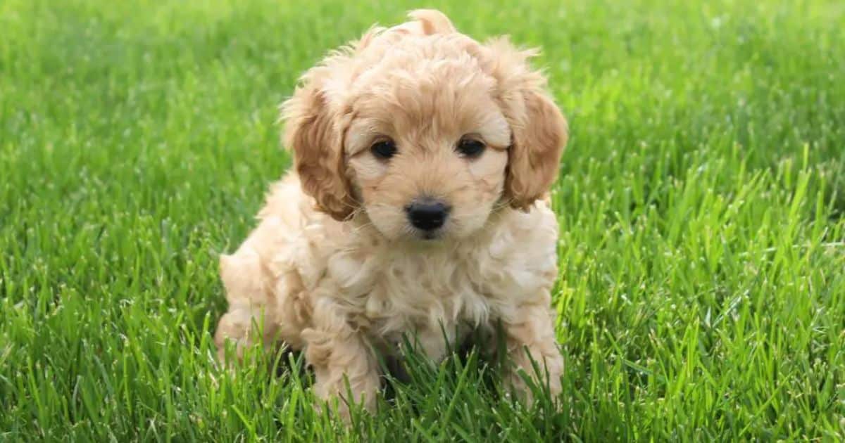 What Is a Cockapoo Puppy