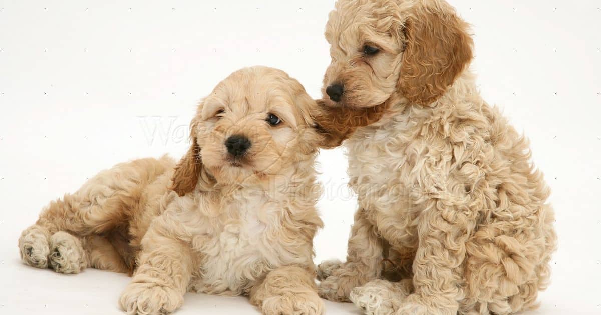 What Is a Cockapoo Puppy
