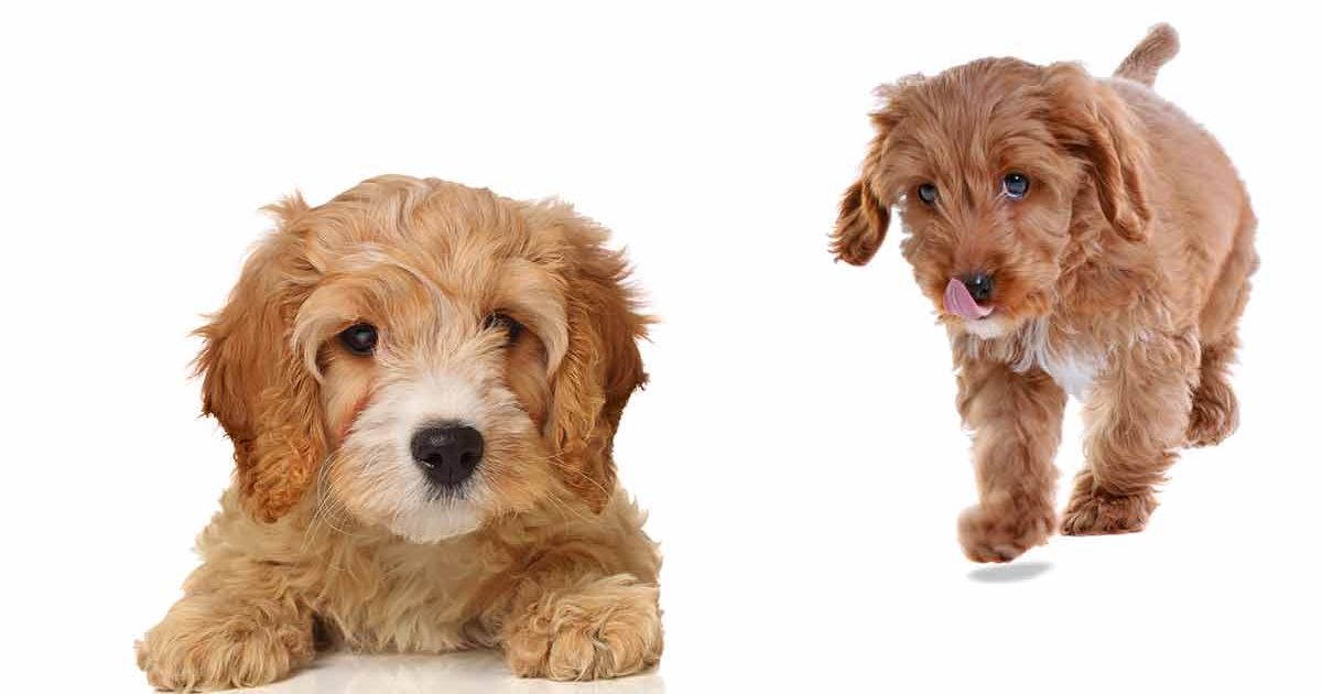 Which Is Smaller Cavapoo Or Cockapoo?