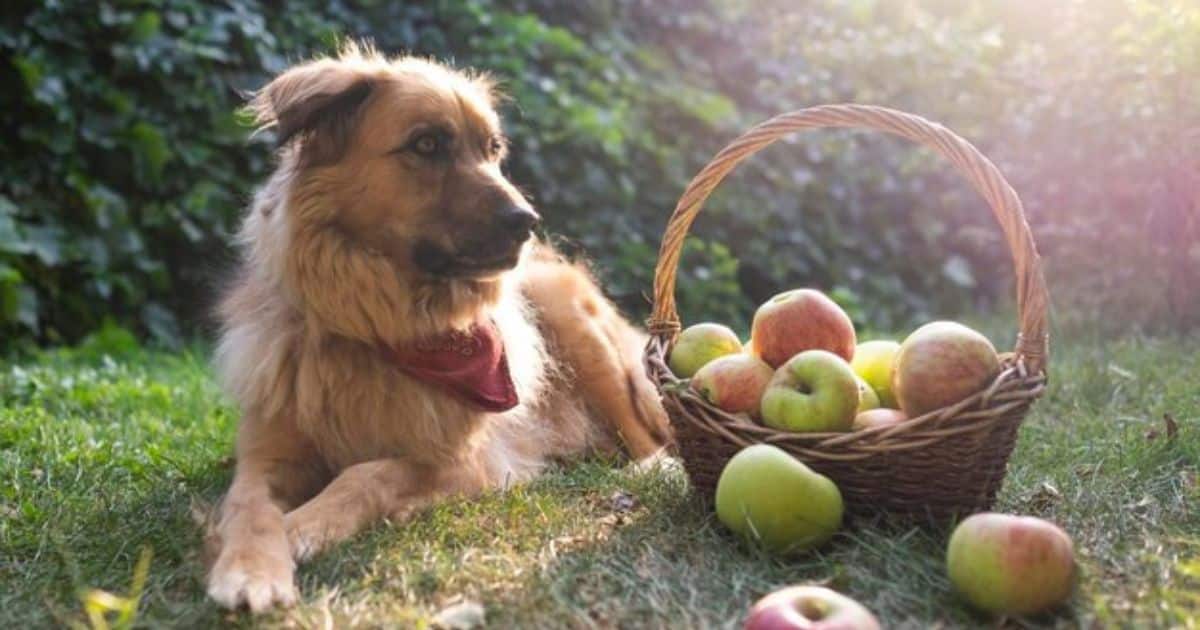 Benefits of Fruit for Cockapoos