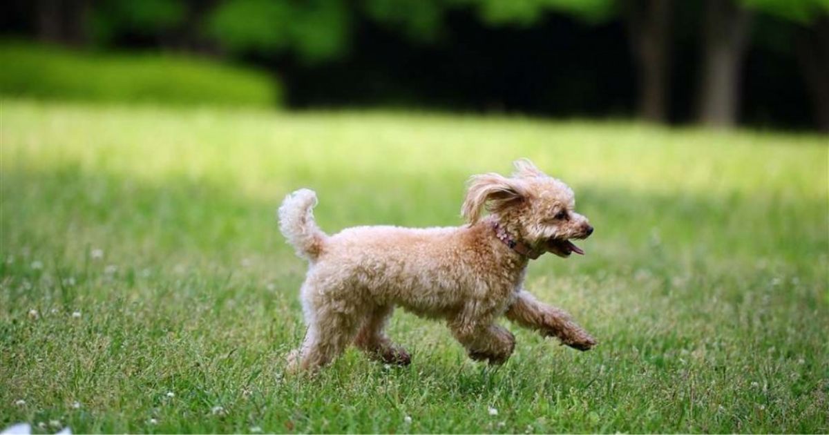 Cockapoo puppies for sale in London