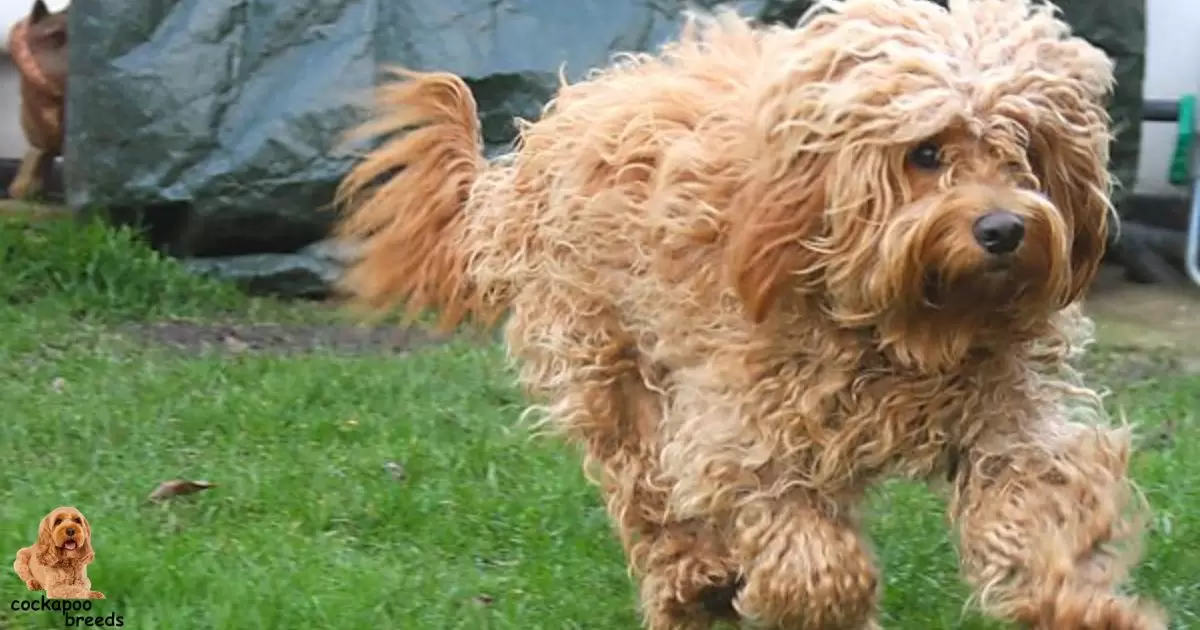 Tail and Ear Characteristics this Cockapoo breed