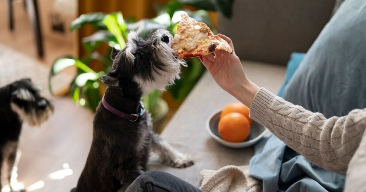 What is the best food to feed a cockapoo