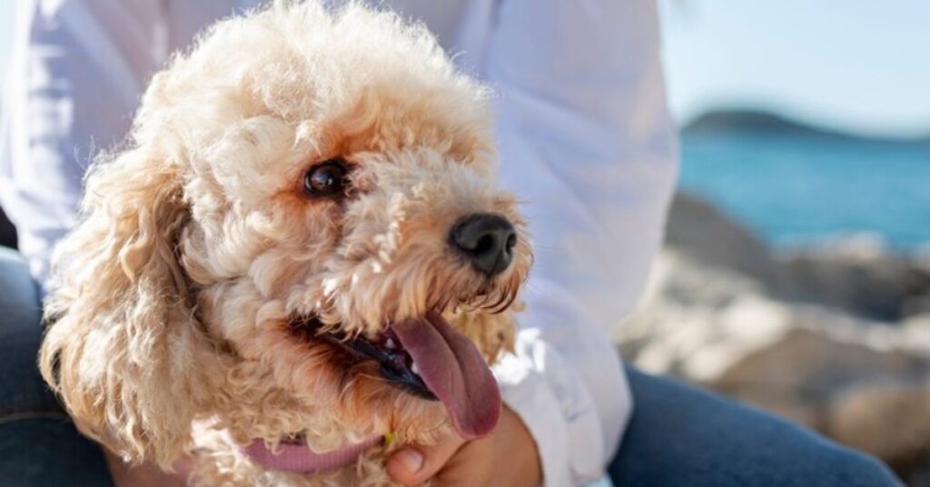 Are Cockapoo Puppies Hypoallergenic? Unraveling the Fluffy Truth