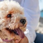 Are Cockapoo Puppies Hypoallergenic? Unraveling the Fluffy Truth