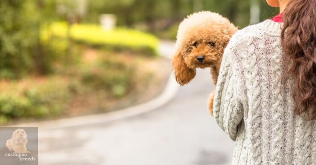 The Cockapoo Lifestyle: More Than Just Allergies