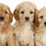 How Big Will a Cockapoo Get? The Ultimate Guide to Your Pup's Growth